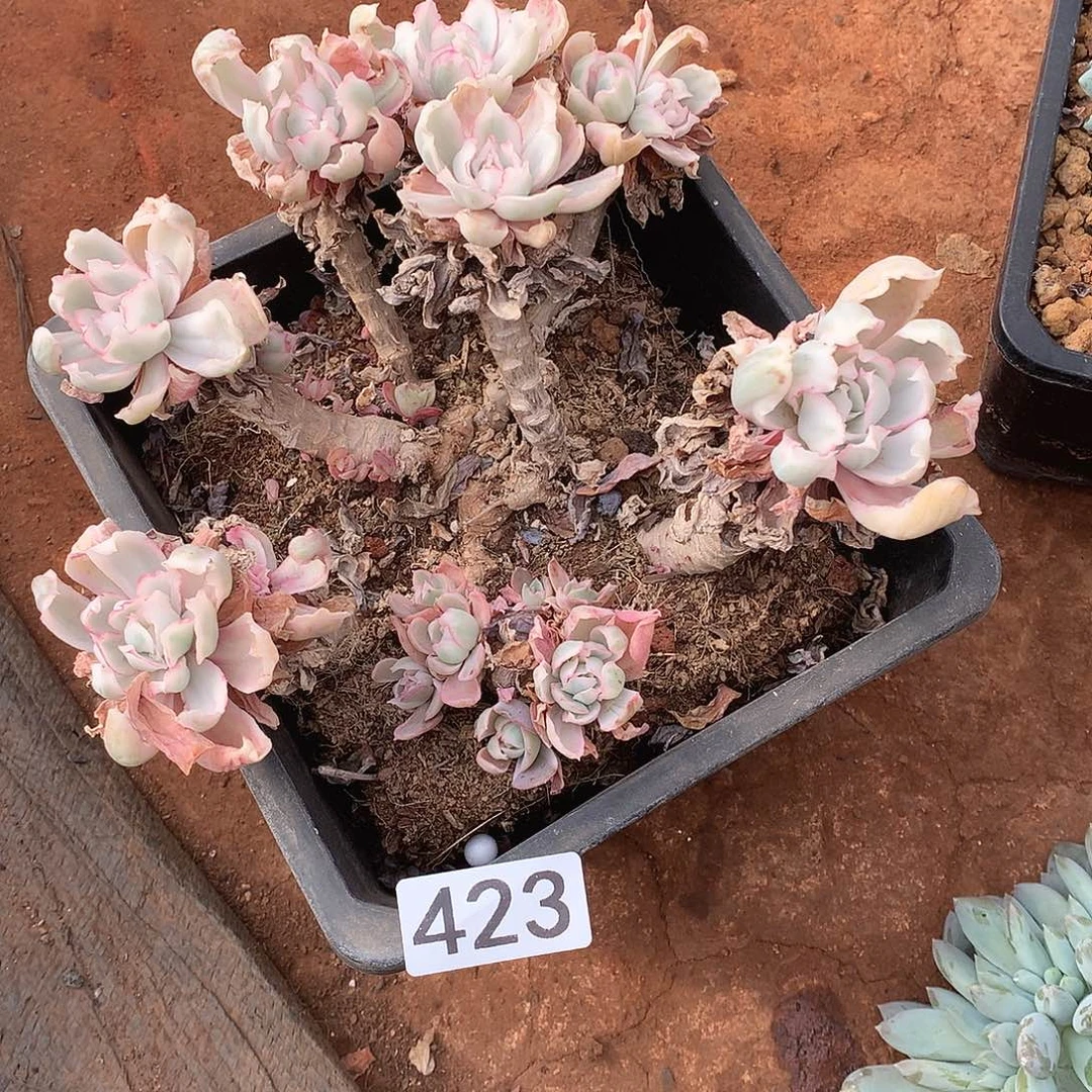 423微瑕一物一拍多肉