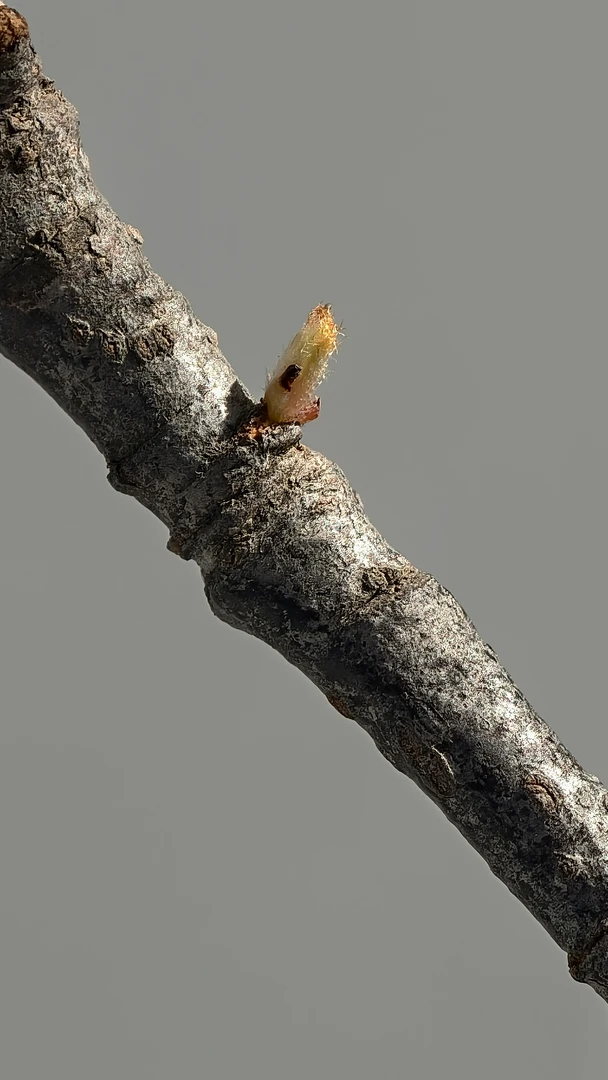 海岛春花  栀子花 一物一拍精品绿植