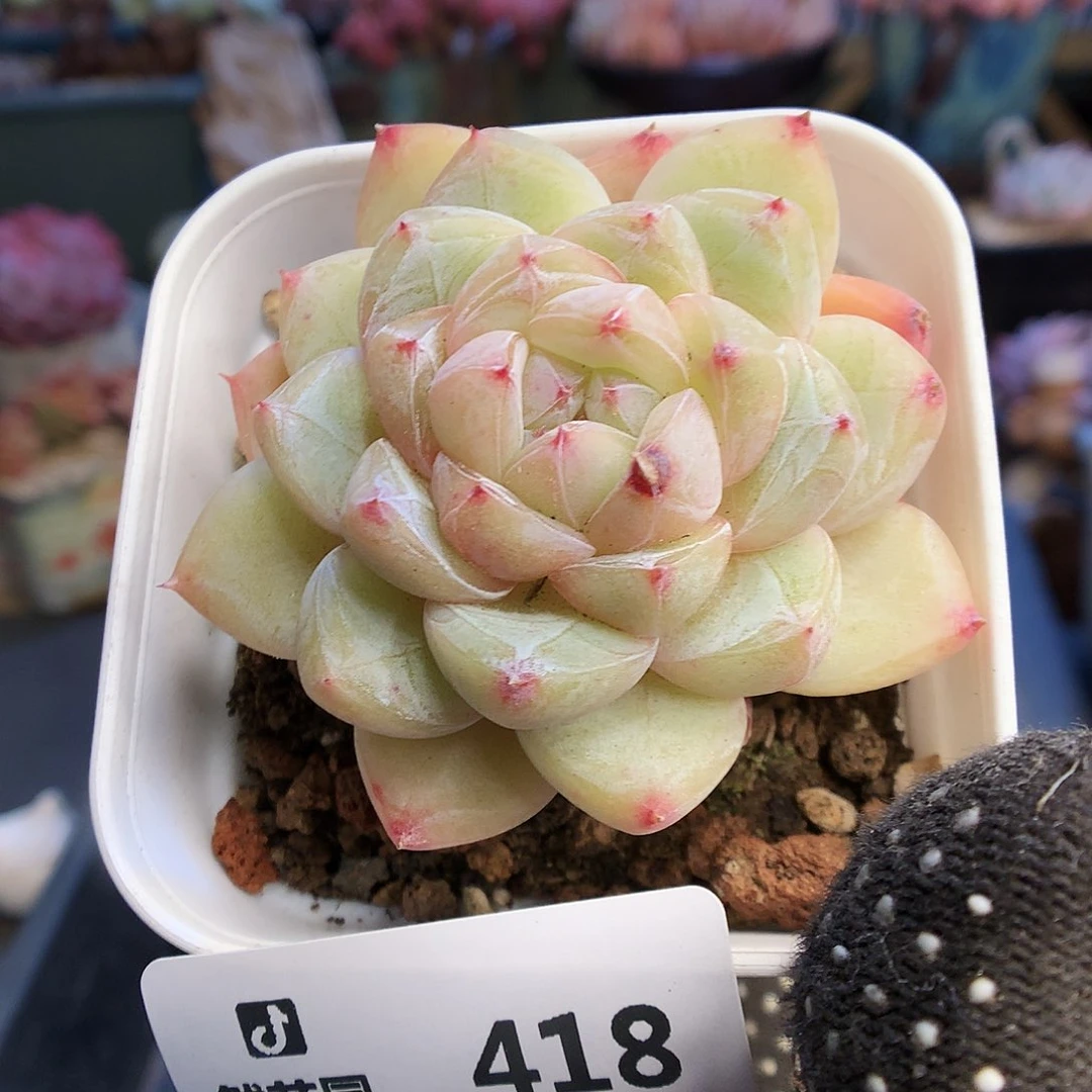 418珍妮多肉植物6666