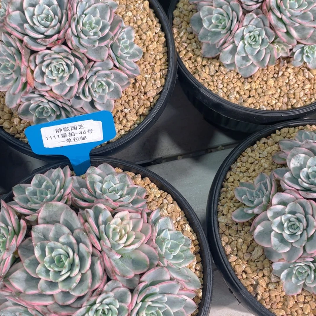 1111-46-手捧花奶油黄桃锦大群一颗