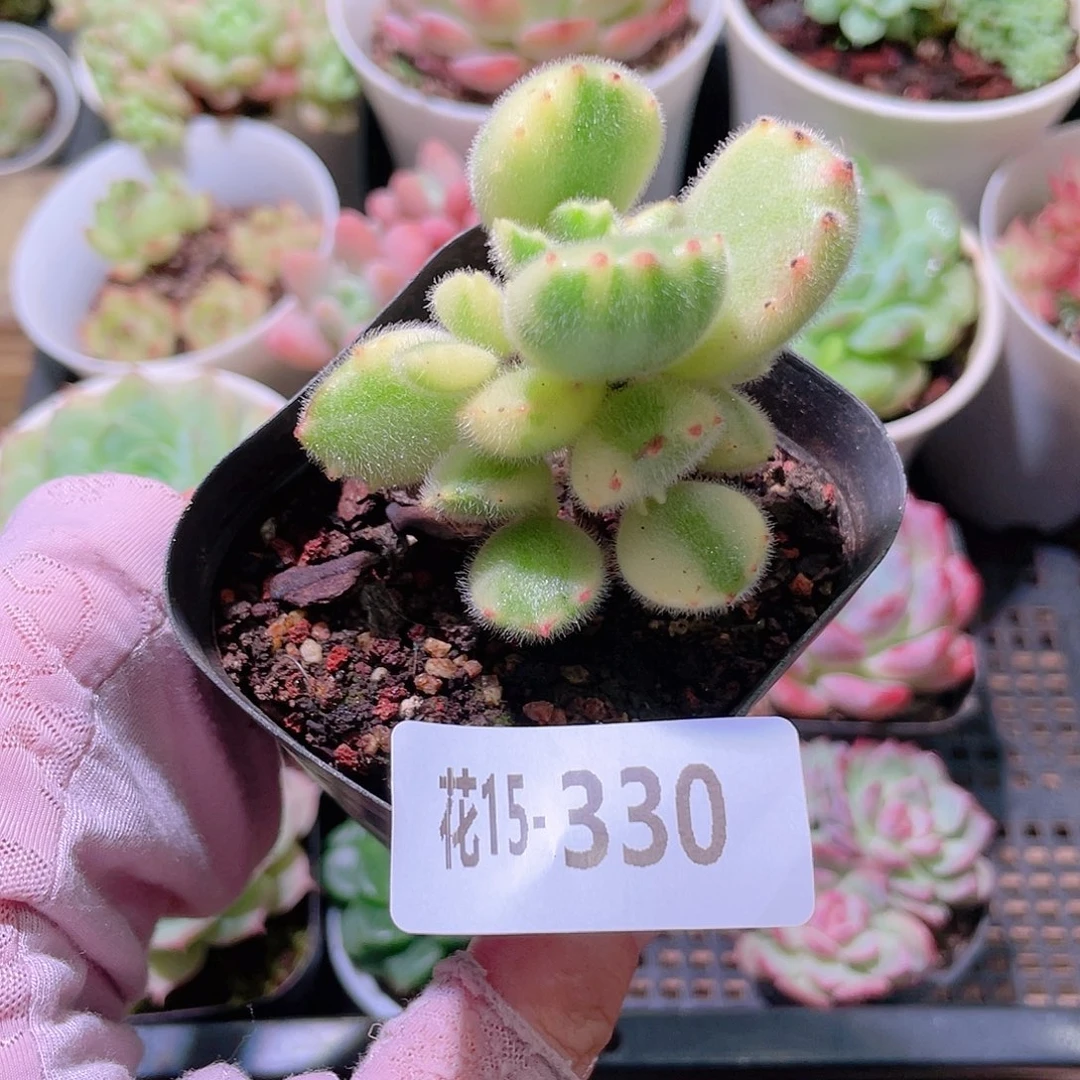 花利美15-330彩熊 不售后