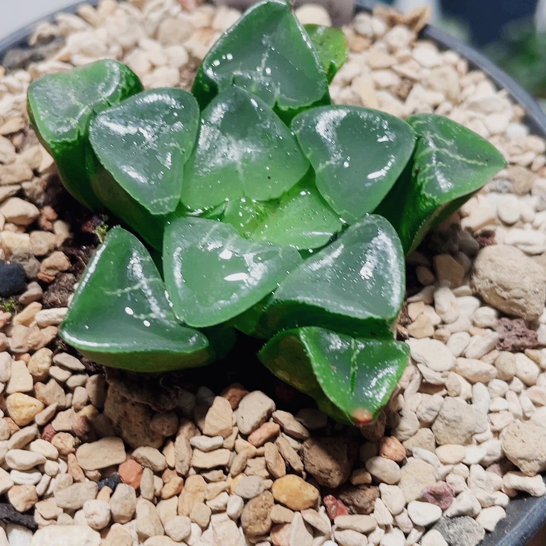 万象盆姬翠寿多肉