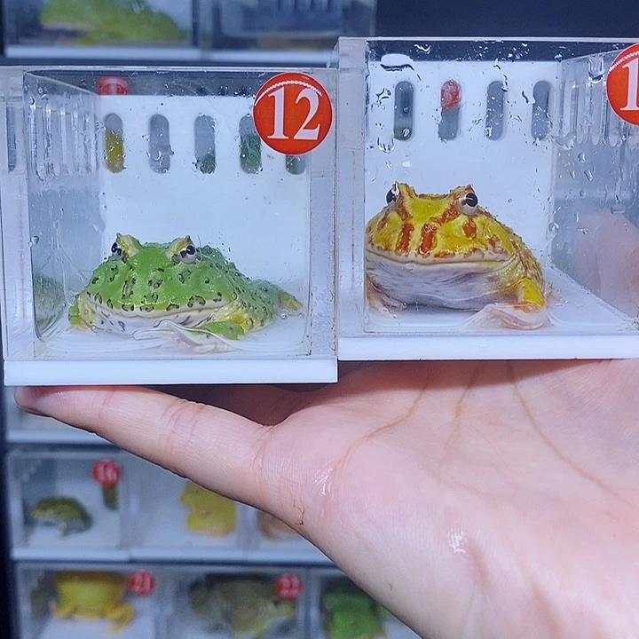 特价秒杀活动哇哇