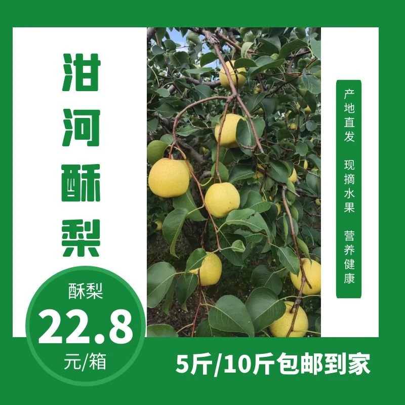【正宗泔河酥梨】现摘现发.皮薄酥脆.整箱包邮