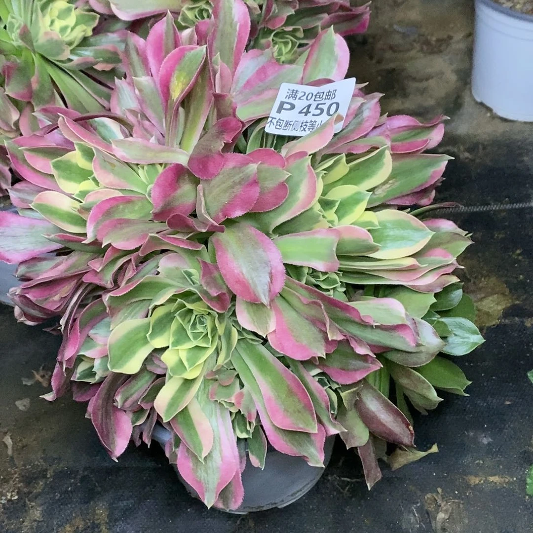 450白凤多肉有砍阴阳