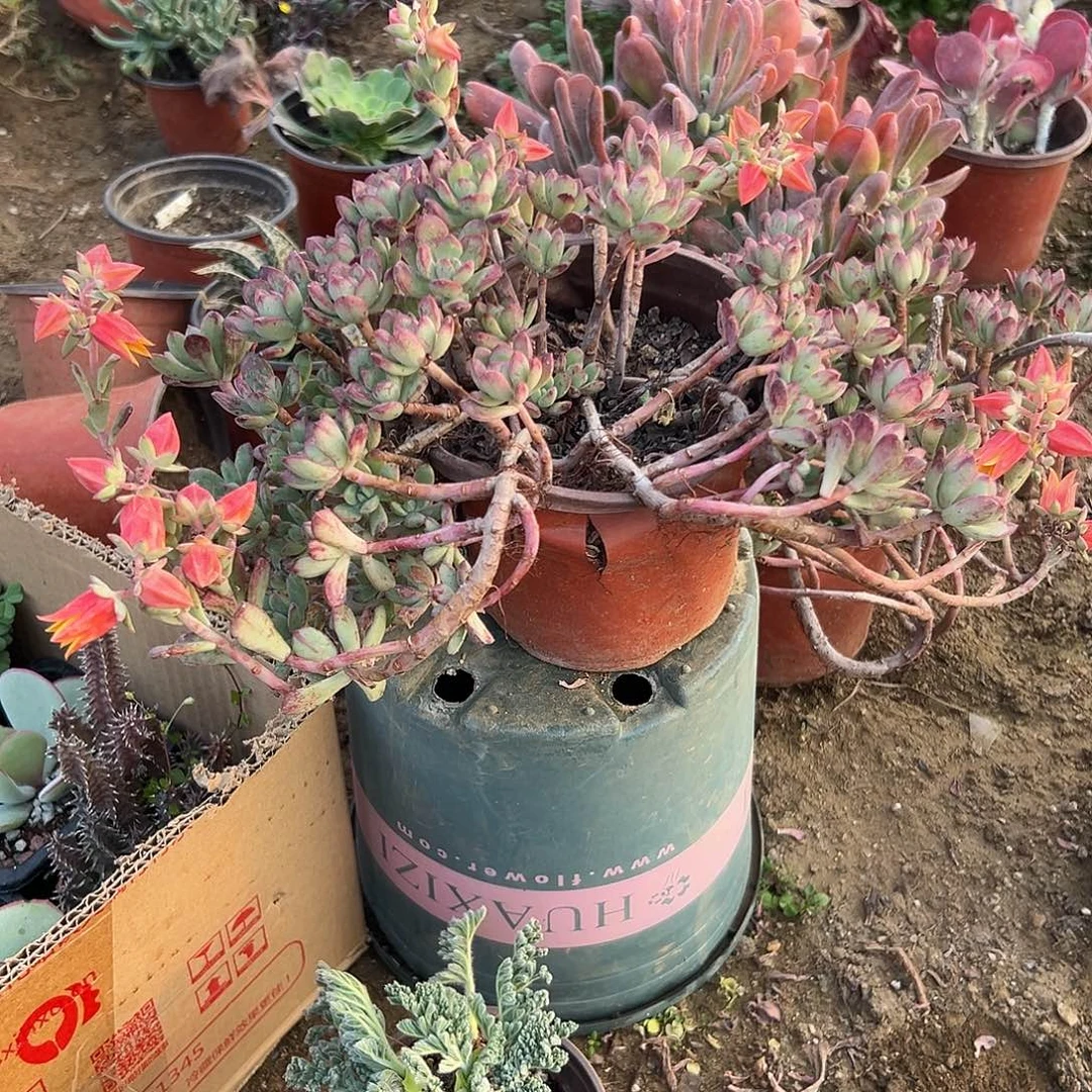 多肉植物红之间多肉