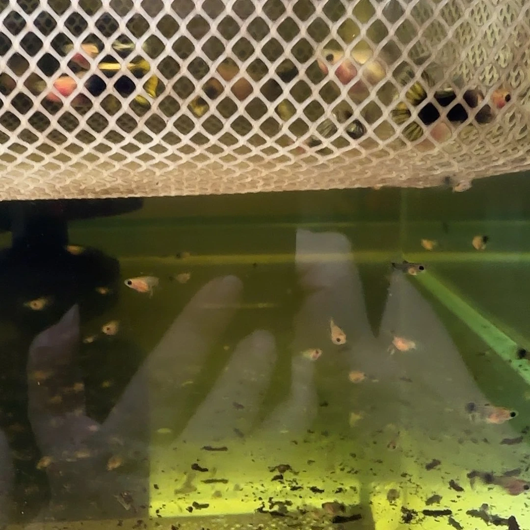 孔雀鱼金葵花玻璃猫苗10条随机