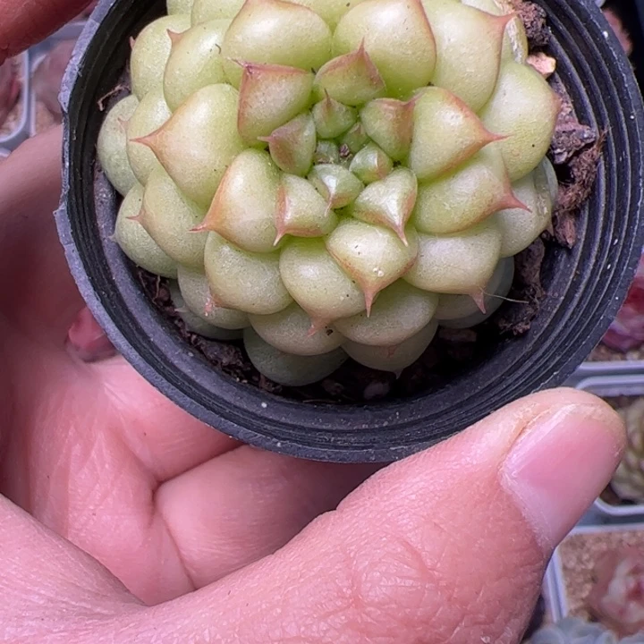 ✨****?025 多肉植物组合盆栽