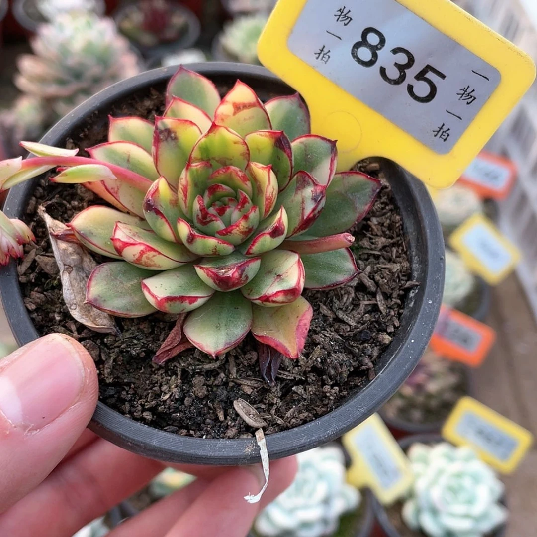 【闪购商品】835号