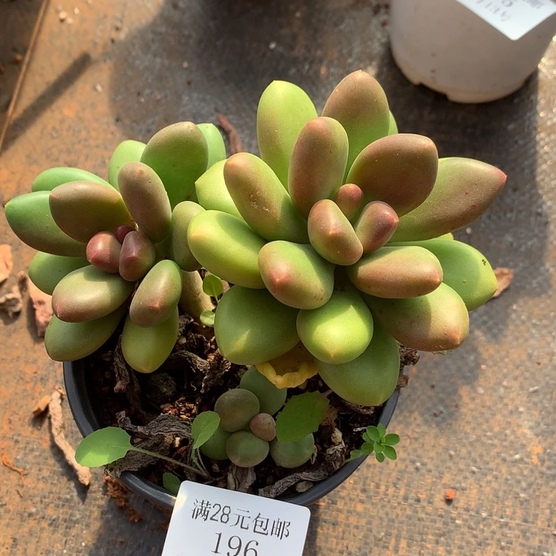 【闪购商品】云196号