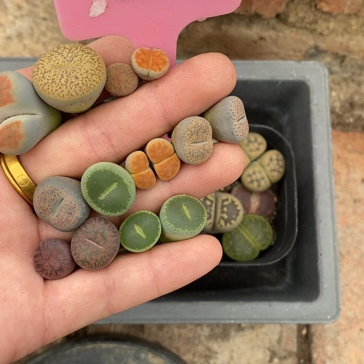 ****️生石花等植物的生长119