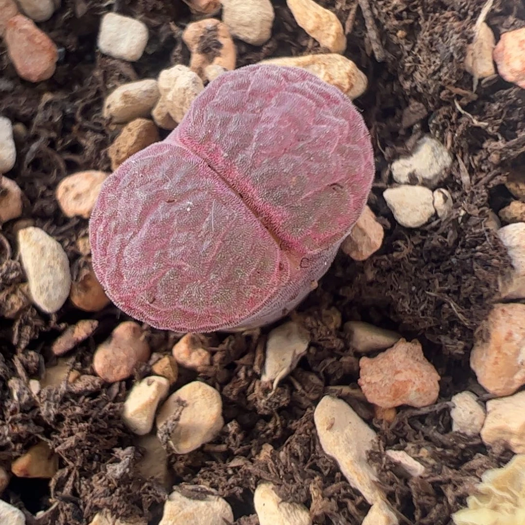 356 好看的多肉冲冲冲