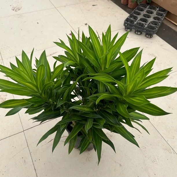 大盆金心百合竹盆栽绿植