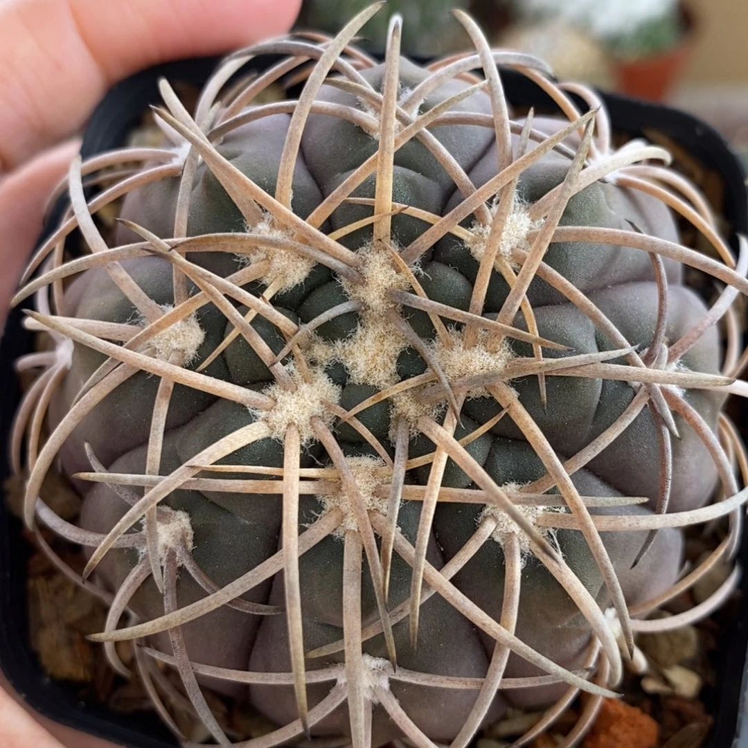伏刺天平植播园艺优选