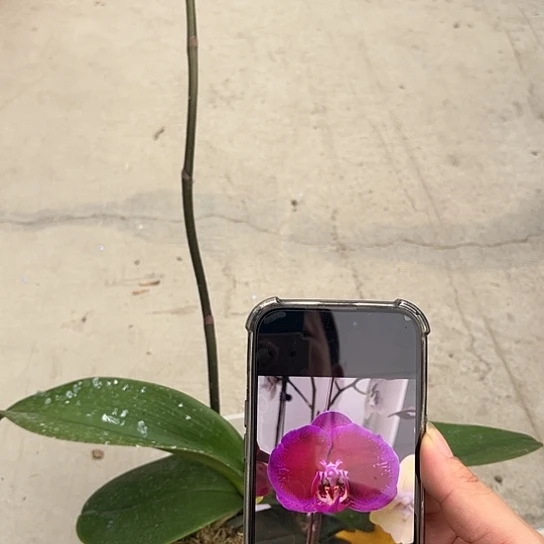 完全开放黑玫瑰5.0根少