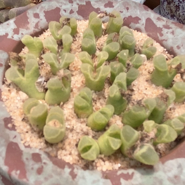 双头奶瓶风铃一颗