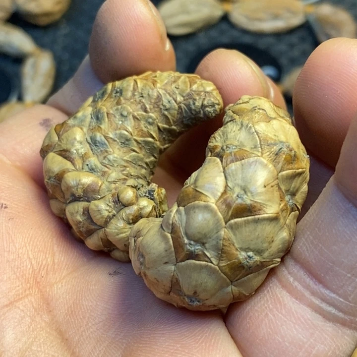 吊坠文玩核桃娜姐50