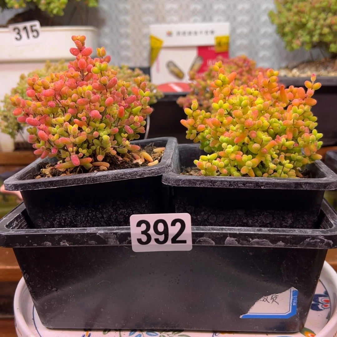 枝干番杏多肉植物392