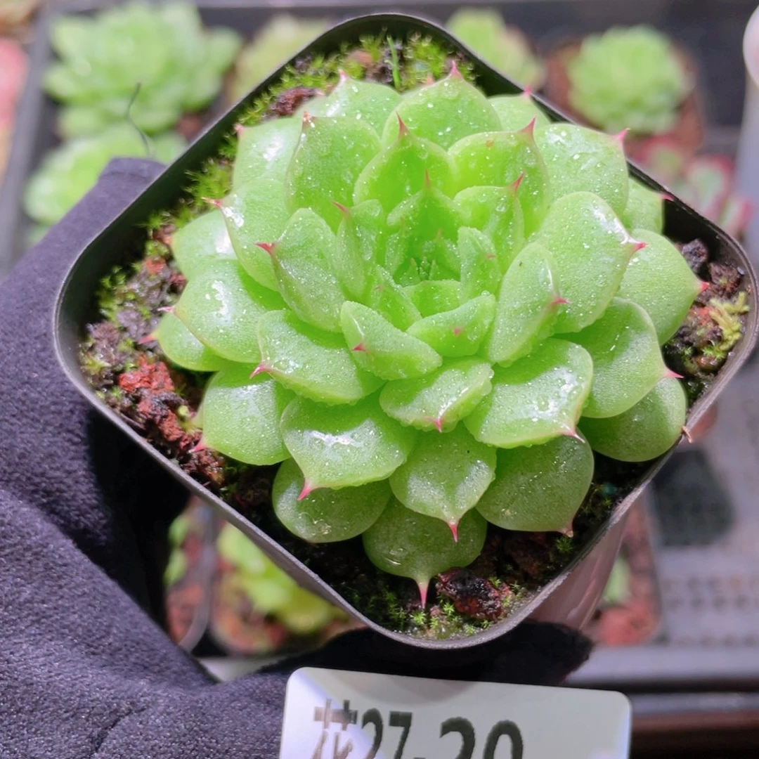 花利美27-20麦秆单头