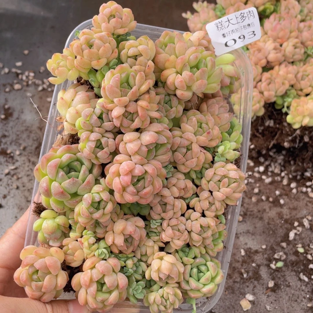 糕大上多肉植物093