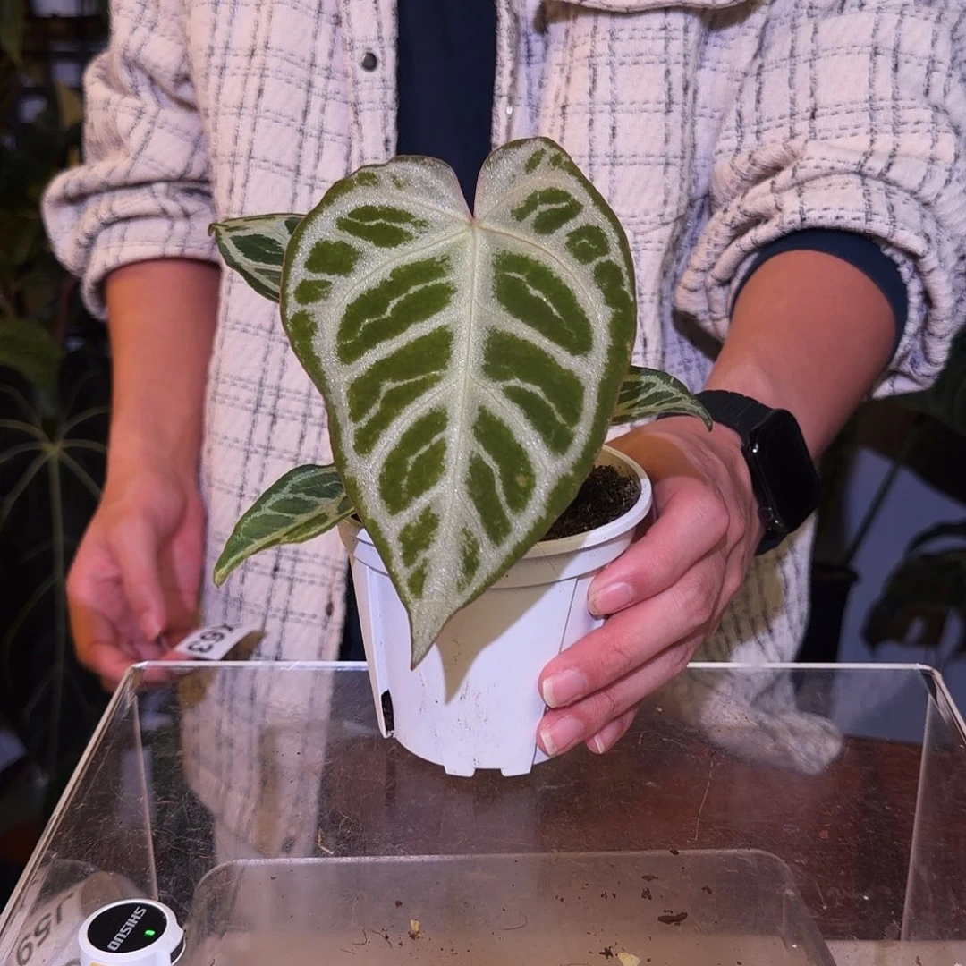 完全开放J54  银面