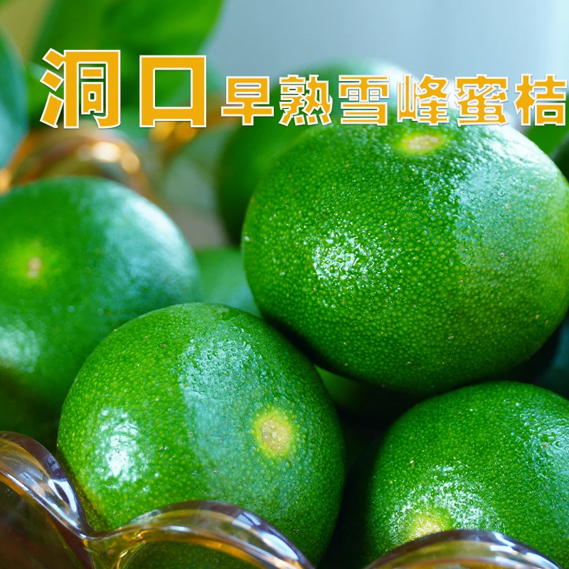 湖南邵阳洞口雪峰山下早熟蜜桔