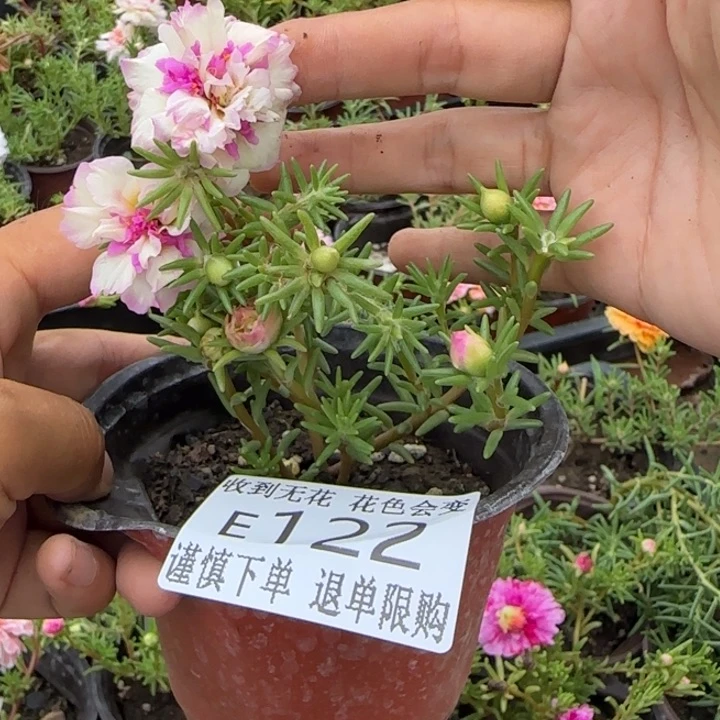 无花朵E122超小苗盆口10cm
