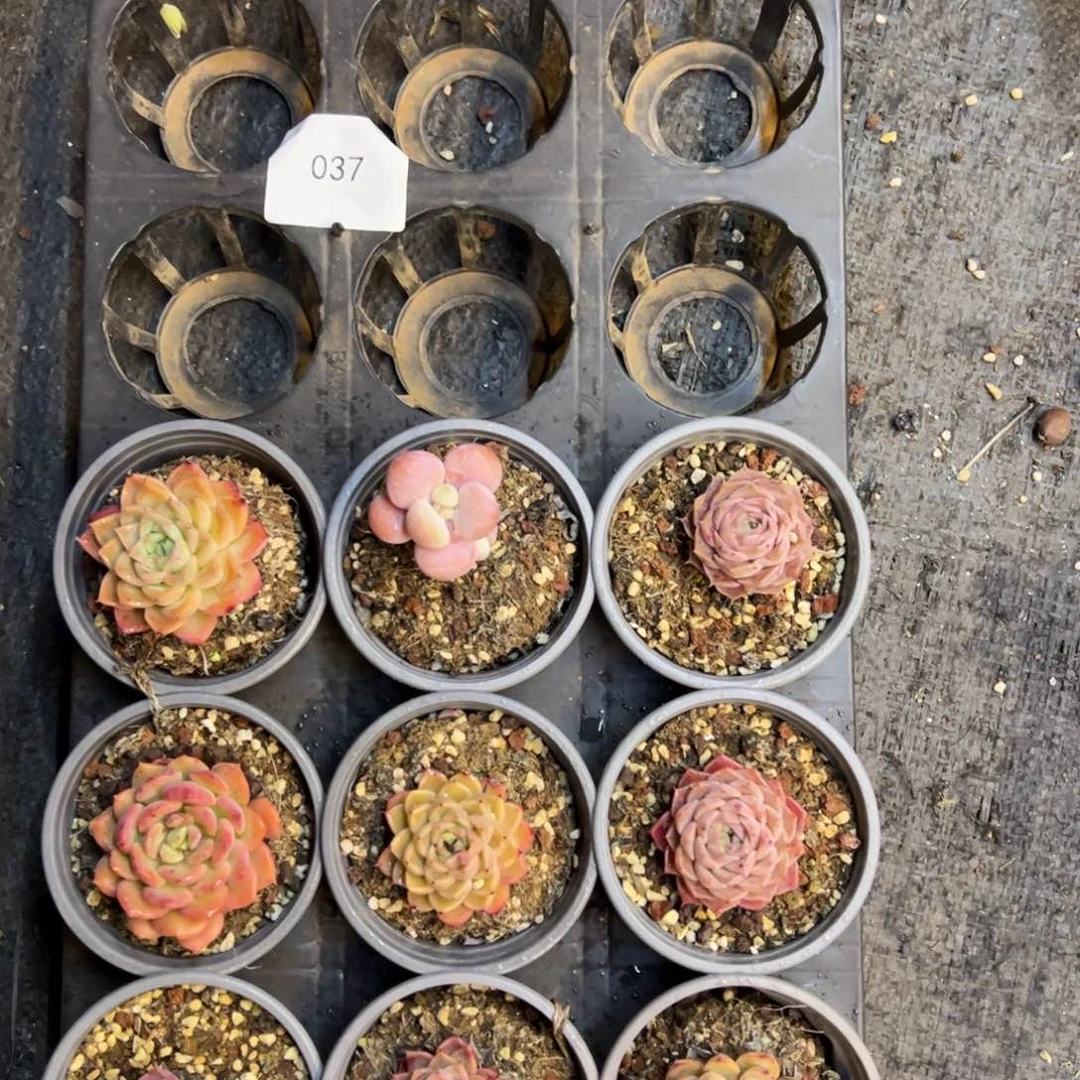 037号福利多多一筐