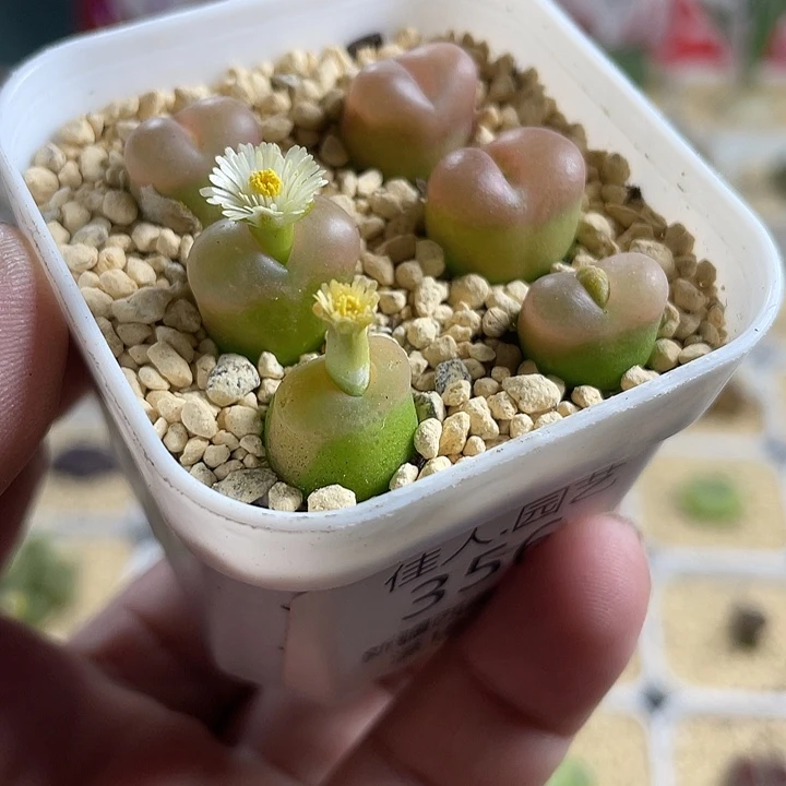 佳人园艺博览会18包邮356