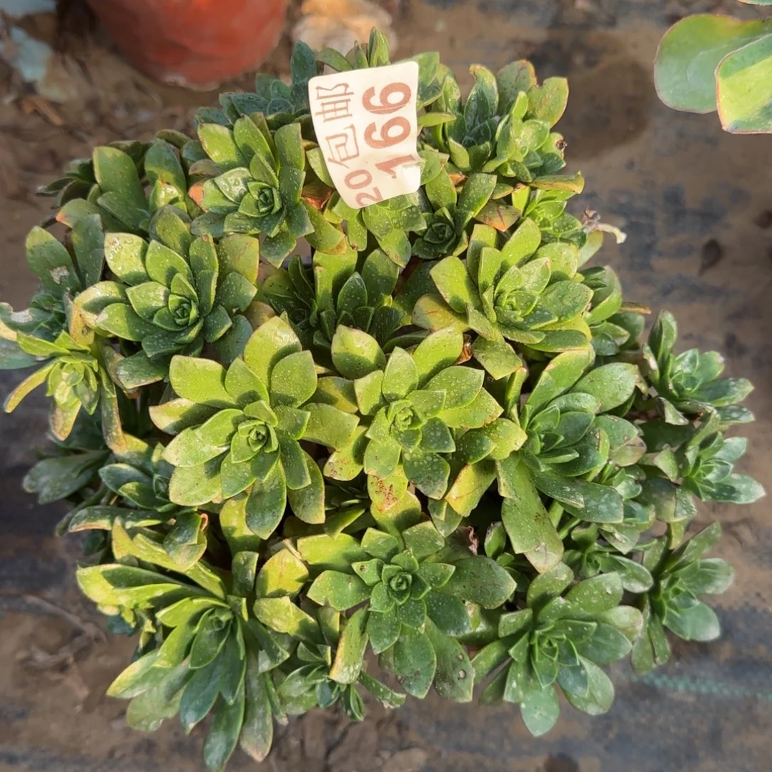 绿茶166满20包邮断枝不包