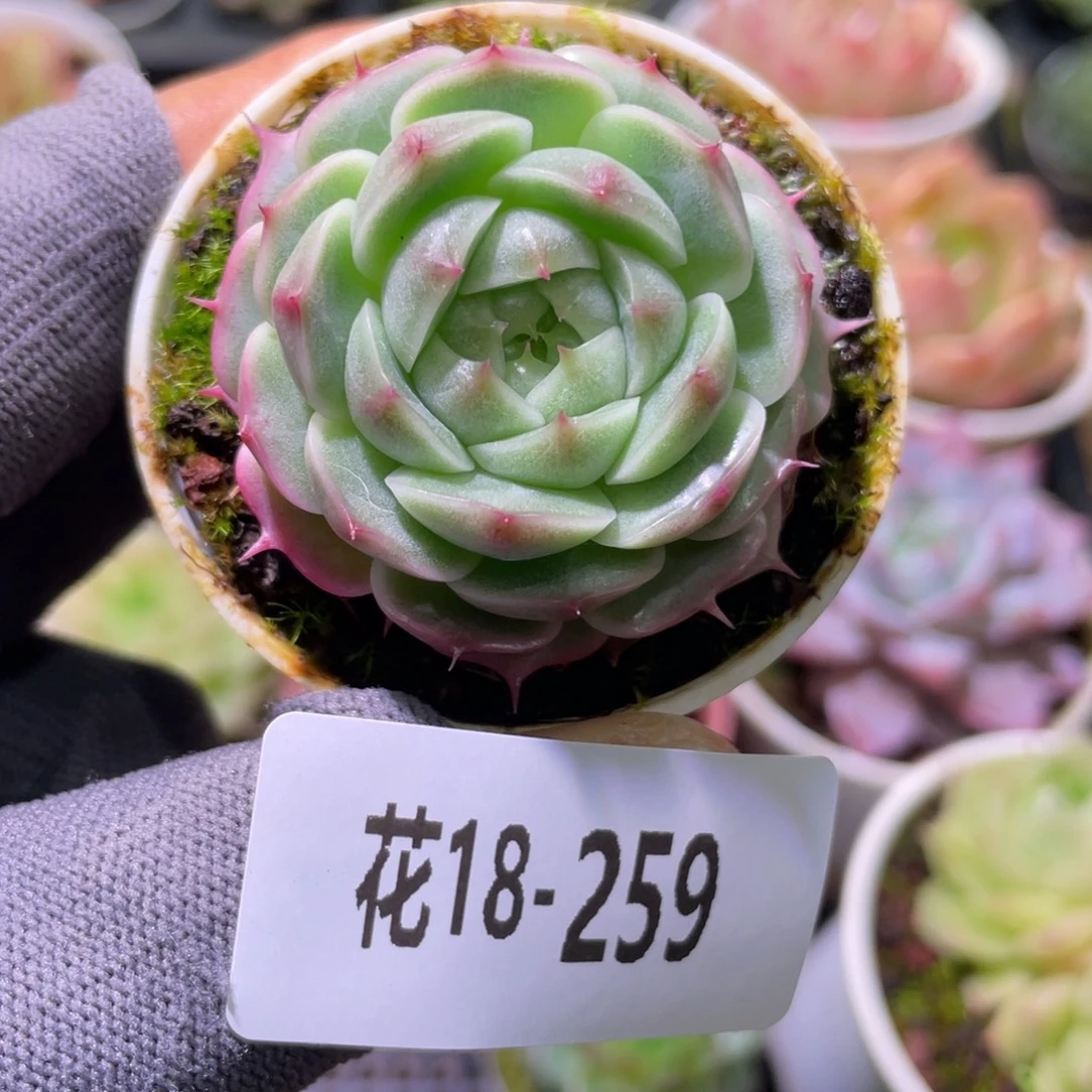 白天鹅18-259珍妮