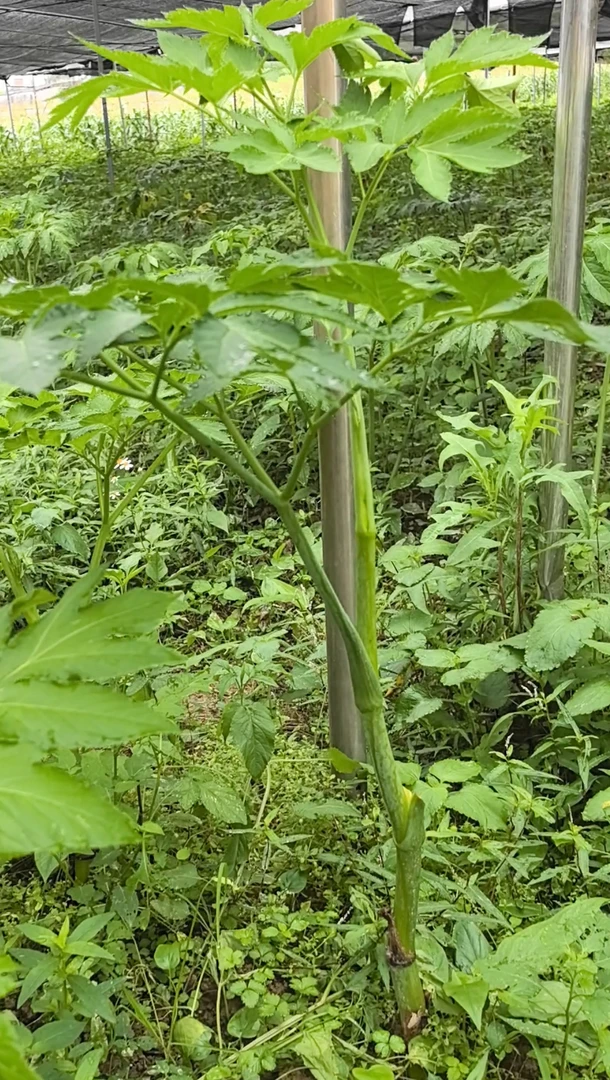 还阳草神仙草长寿菜强精草盆栽连盆带土阳台地栽庭院种植四季可种
