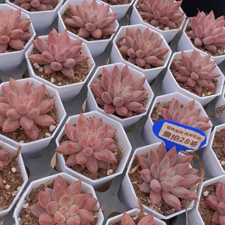 量拍28号 水晶球单头2个