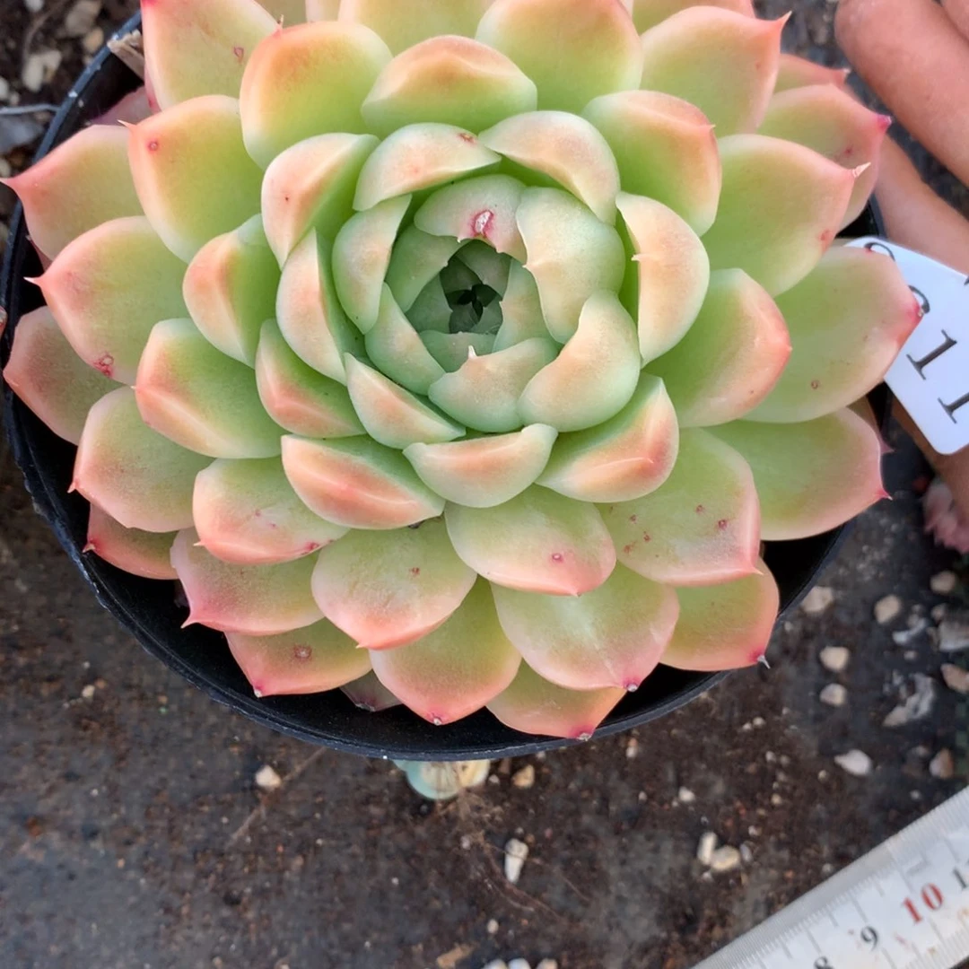 8611杂交多肉老桩