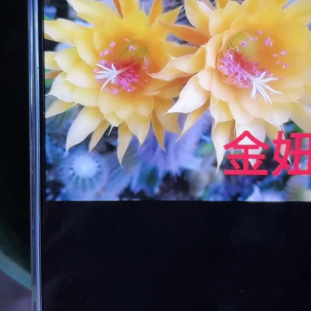 凝胶金妞侧牙20包邮1