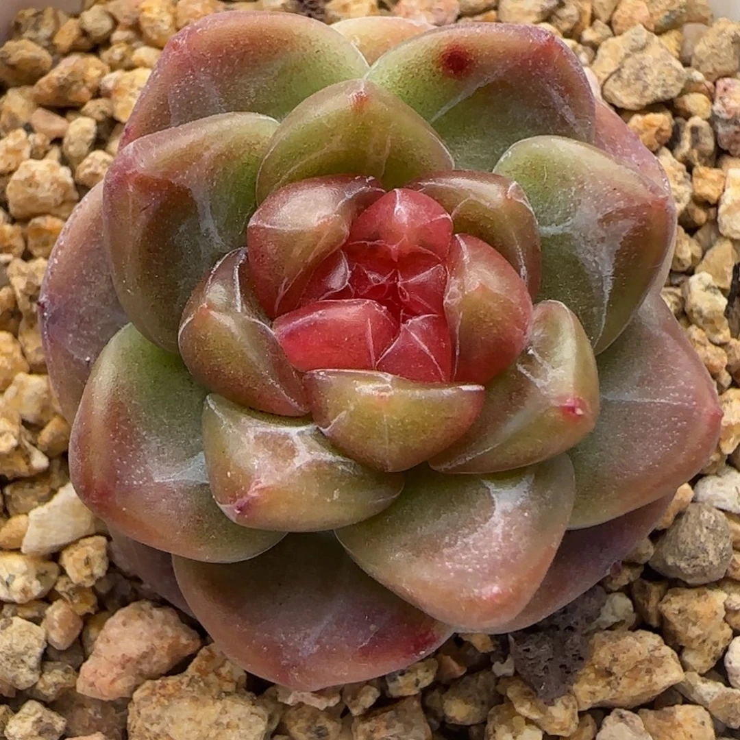 【满28包邮非偏远】790