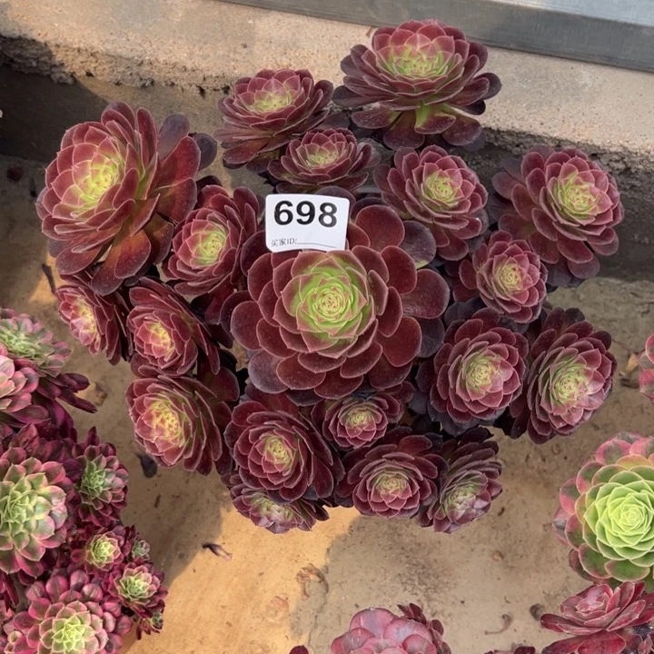 698赤焰莲30厘米左右