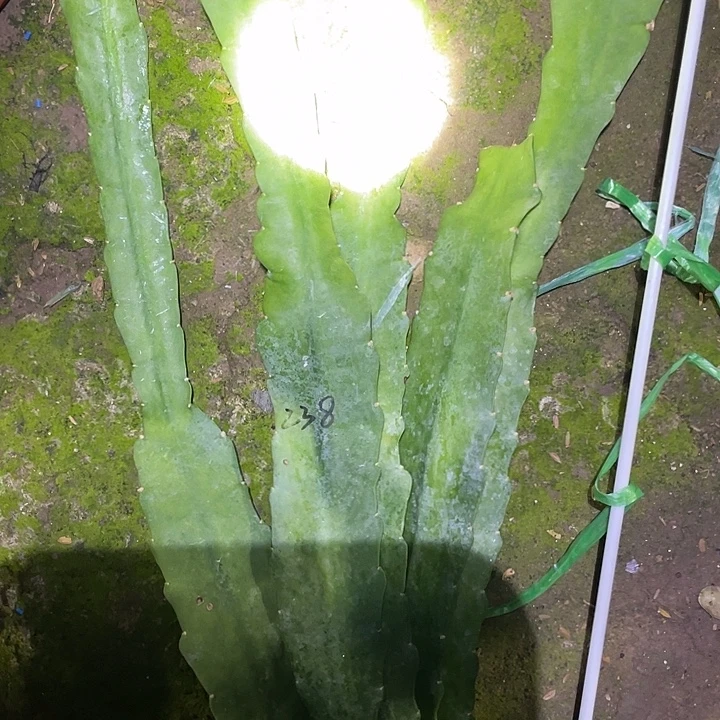 遇见荷花盆栽苗子礼服派对