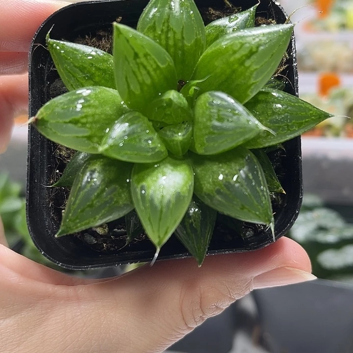 十二卷多肉植物玉露寿