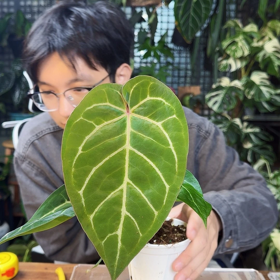 焱***少完全开放一物一拍N186