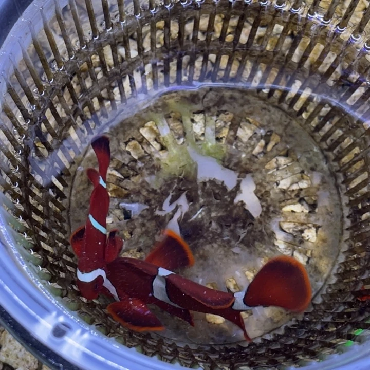 海水鱼透红一对顺丰包邮