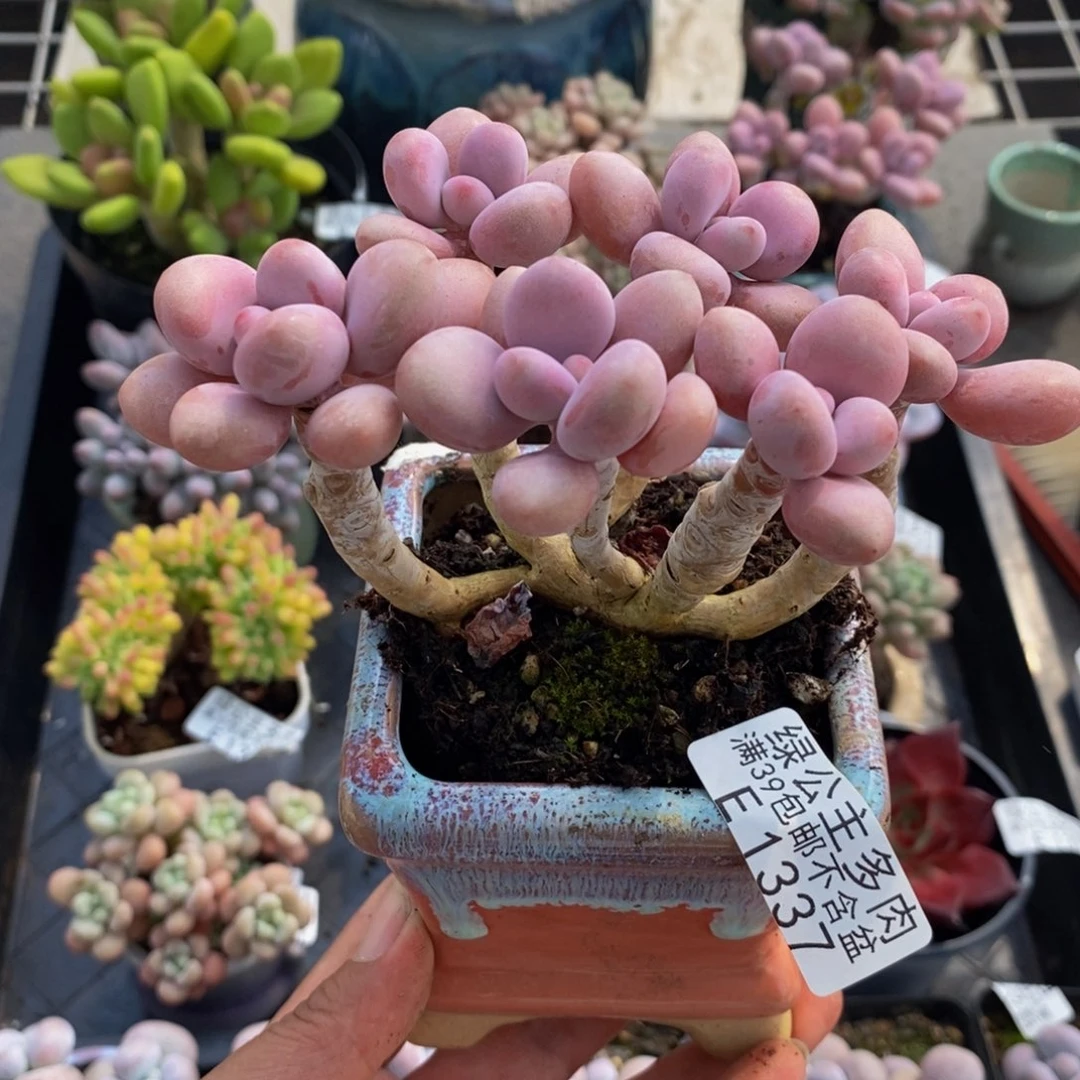 1337糖果桃蛋12cm多肉