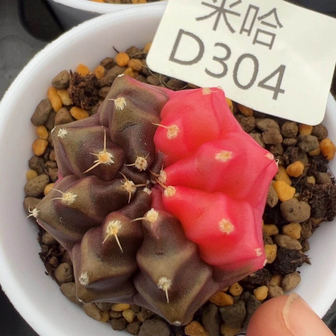 304 好看的米哈冲冲冲