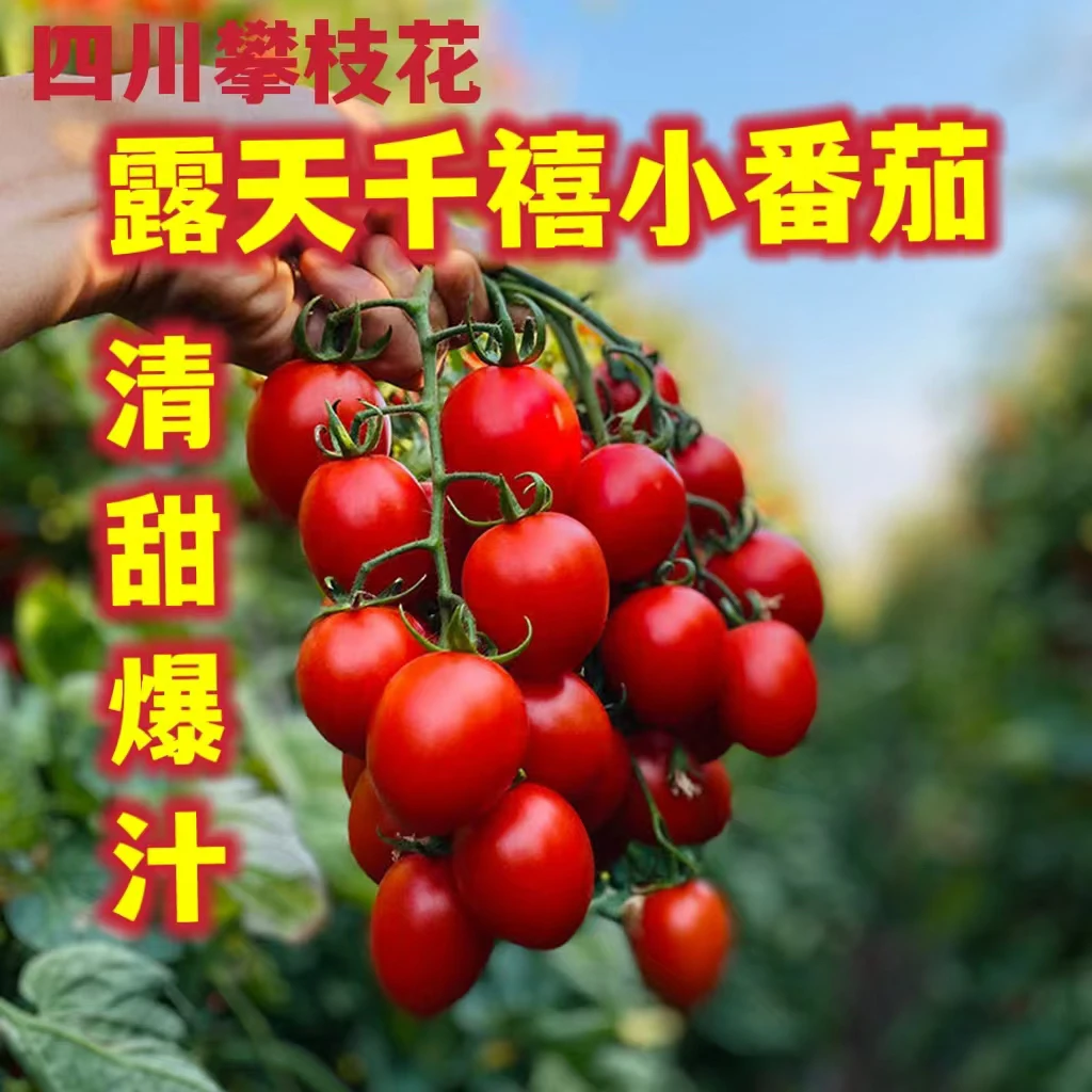 【1现摘现发】攀枝花露天千禧圣女果新鲜水果小番茄整箱包邮
