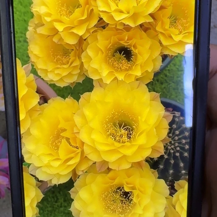 14彩草娇媚歪3到4公分左右无根侧牙，20包邮