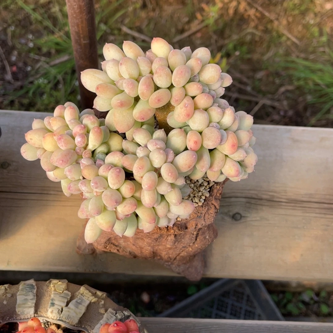 三日月缀化龙头缀化