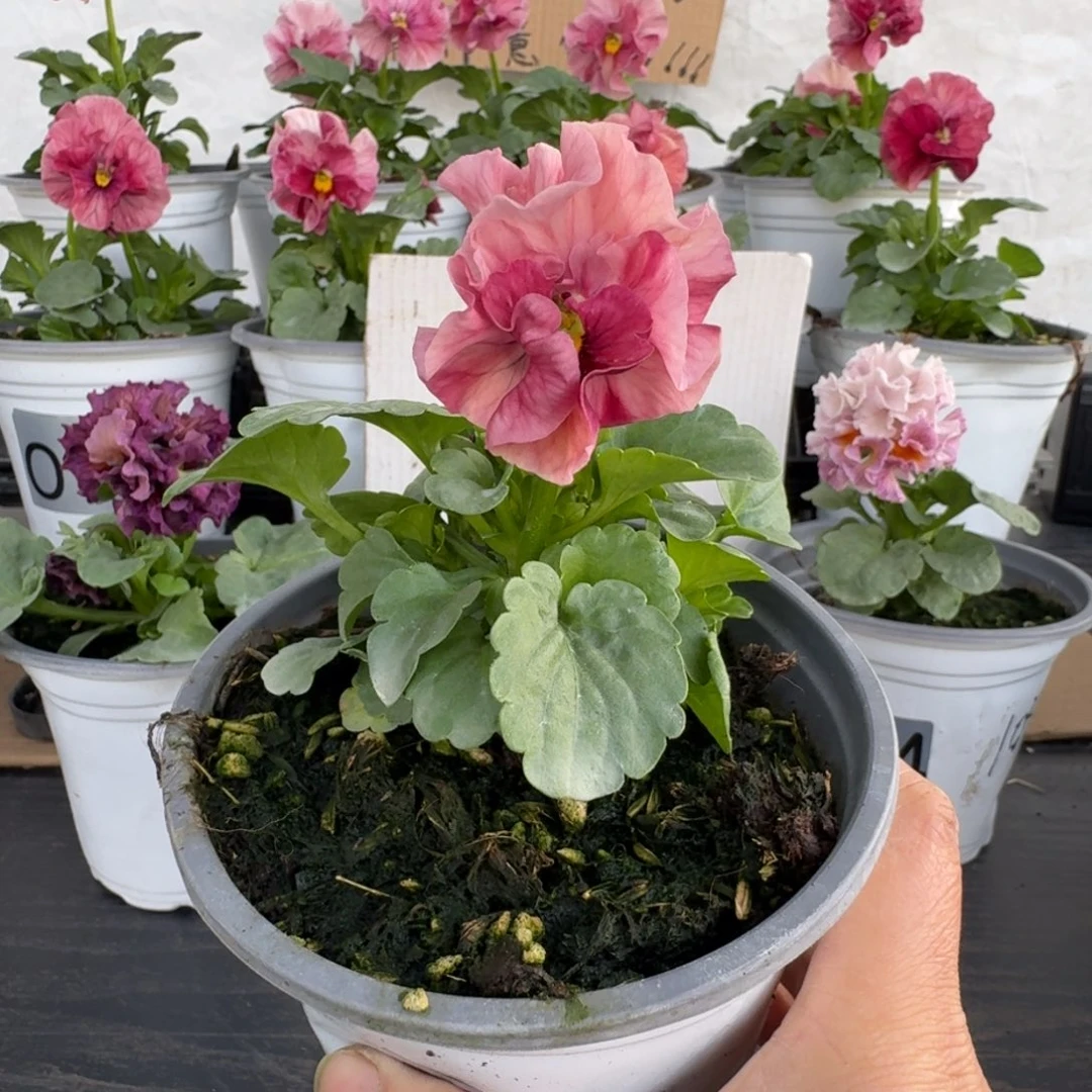 全部花朵317号玛丽林