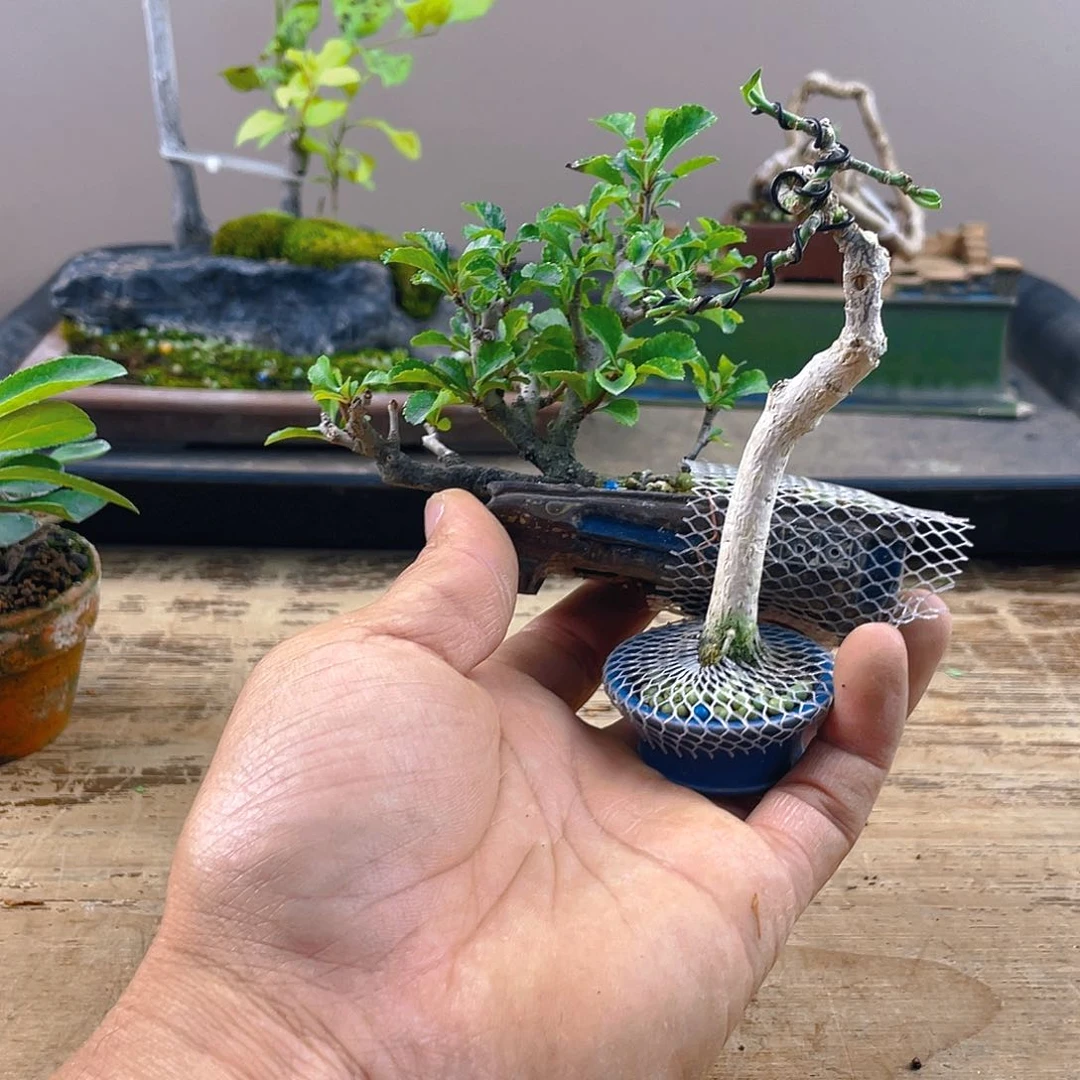 无花朵痴****寞长寿梅花开富贵吉祥