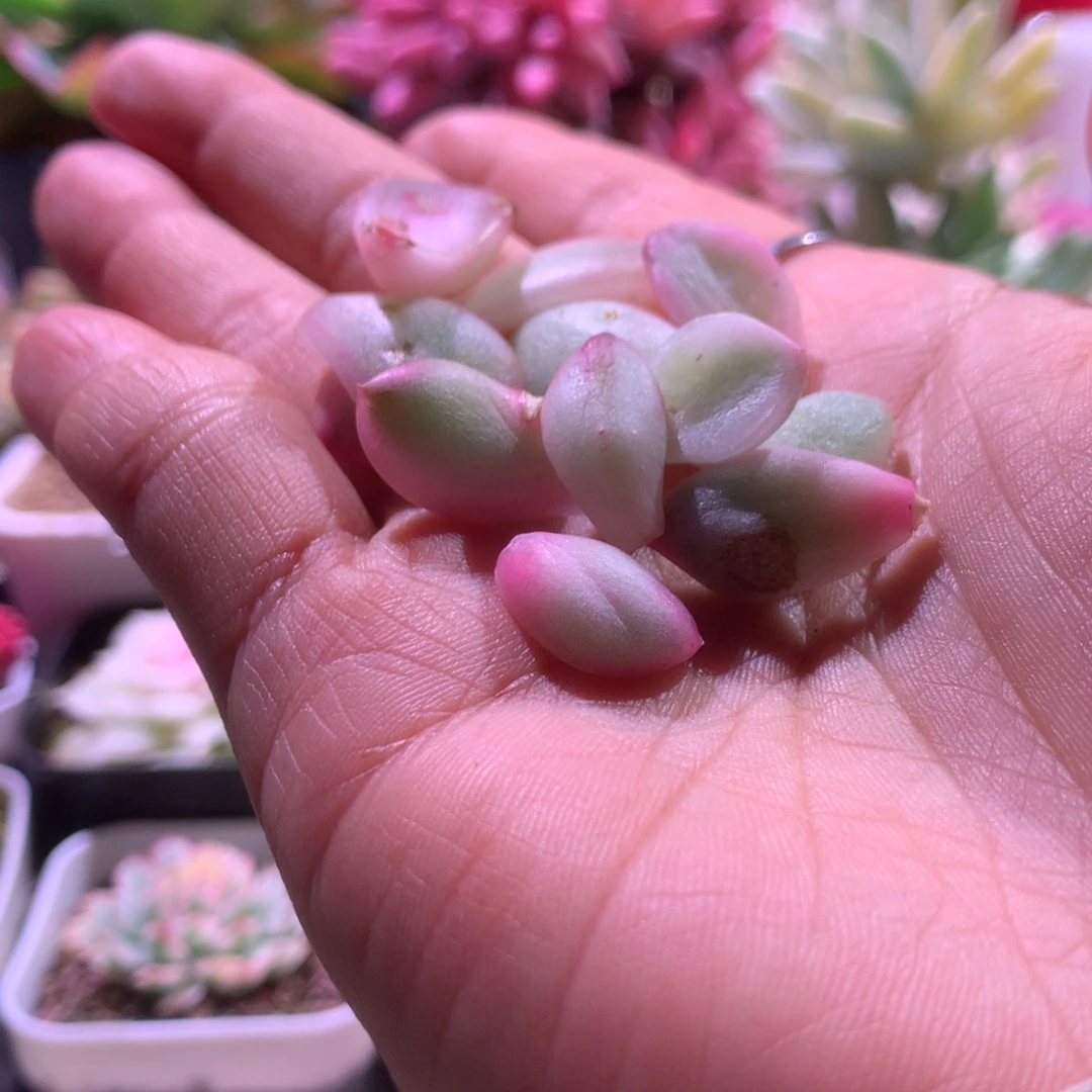 冰月亮覆轮锦一片价格