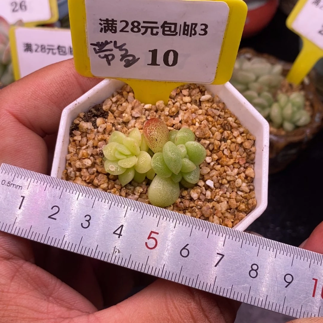 310福利，冰玉锦双头福利